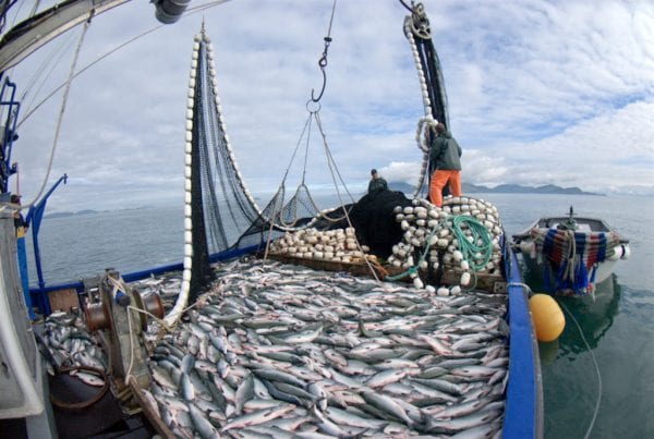 Alaska's salmon are shrinking, impacting coastal communities and ecosystems  - Oceanographic